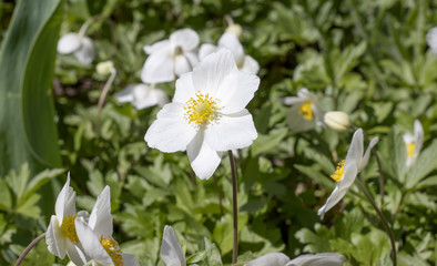image of beautiful white flowers in a spring garden