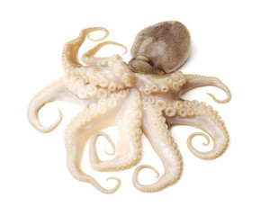 Fototapeta na wymiar Octopus on white background