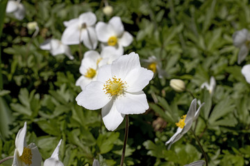 Obraz na płótnie Canvas image of beautiful white flowers in a spring garden