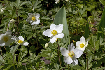 image of beautiful white flowers in a spring garden