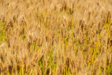 wheat in a field