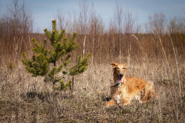 Puppy borzoi walks outdoor at summer day