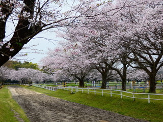 Obraz premium 綾馬事公苑