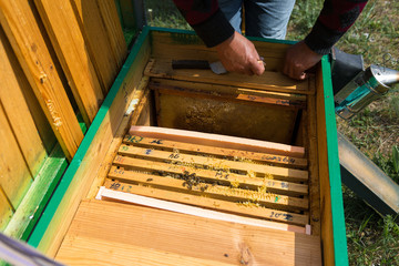 A farmer on a bee apiary holds frames with wax honeycombs. Planned preparation for the collection of honey.