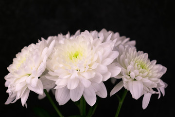 
Bouquet of white asters on a black background.Close-up.