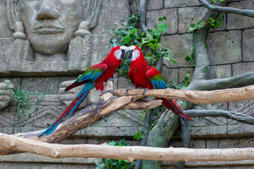 Pair of big parrot Red Macaw sitting on the branch. Ara chloroptera on background of buildings of ancient civilizations. Wildlife and rainforest exotic tropical birds.