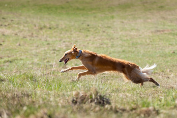 Puppy borzoi walks outdoor at summer day
