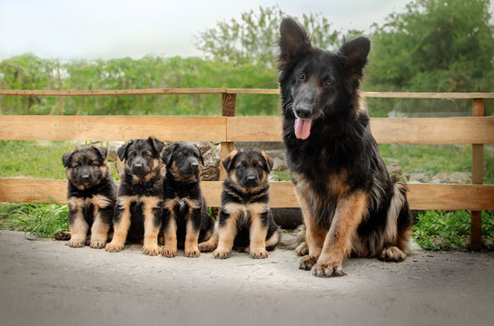 German shepherd puppies with their mother cute family photo of dogs beautiful portrait
