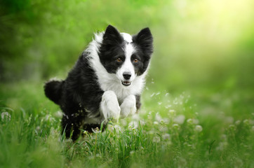 border collie dog beautiful portrait funny walk in nature spring photos of dogs
 - obrazy, fototapety, plakaty
