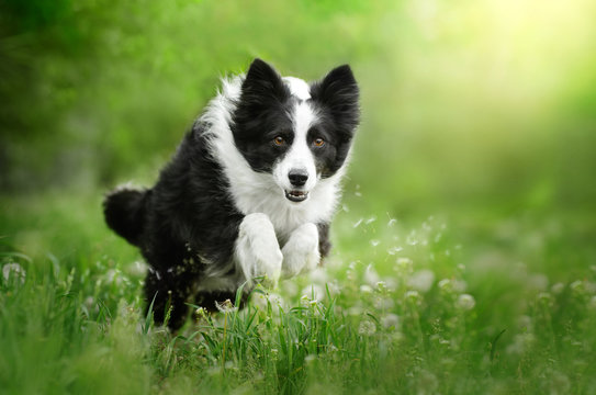 border collie dog beautiful portrait funny walk in nature spring photos of dogs
