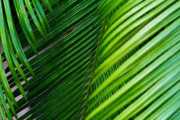 Background with palm leaves. Selective focus.