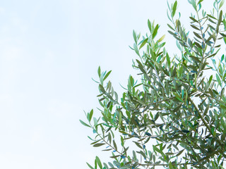 オリーブの木に生えた葉　文字スペース左