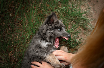 Obraz premium mixed breed puppy cute dog curly hair excellent color gray eyes fun puppy walk in nature spring photos of dogs 