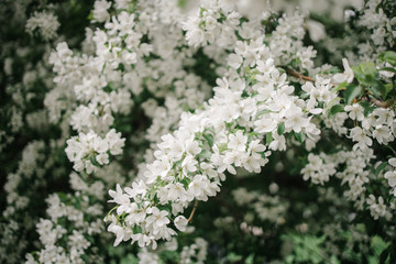 Blooming white Apple trees on the street