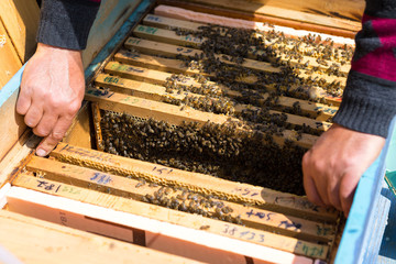 A farmer on a bee apiary holds frames with wax honeycombs. Planned preparation for the collection...