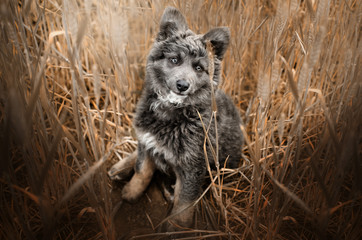 mixed breed puppy cute dog curly hair excellent color gray eyes fun puppy walk in nature spring photos of dogs
