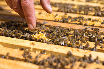 A farmer on a bee apiary holds frames with wax honeycombs. Planned preparation for the collection of honey.