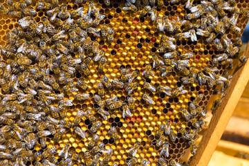 Closeup of a frame with a wax honeycomb of honey with bees on them. Apiary workflow.