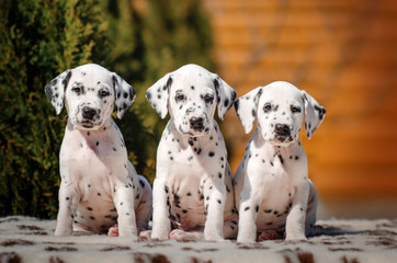 gorgeous dalmatian puppies spotted dog beautiful puppy portrait in nature
 - obrazy, fototapety, plakaty