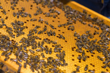 Closeup of a frame with a wax honeycomb of honey with bees on them. Apiary workflow.