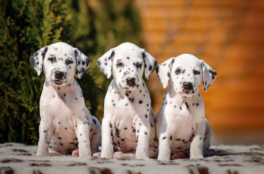 gorgeous dalmatian puppies spotted dog beautiful puppy portrait in nature

