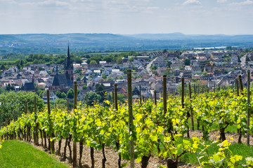 Fototapeta na wymiar Scenic German vineyard on the popular 
