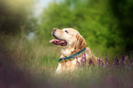 labrador retriever old dog beautiful portrait funny walk outdoors spring photos of dogs
