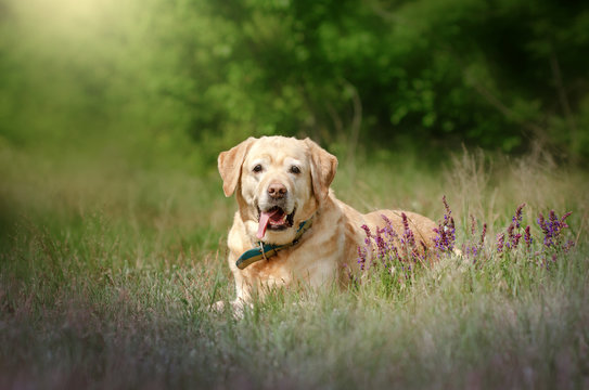 labrador retriever old dog beautiful portrait funny walk outdoors spring photos of dogs
