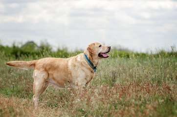 Naklejka na ściany i meble labrador retriever old dog beautiful portrait funny walk outdoors spring photos of dogs 