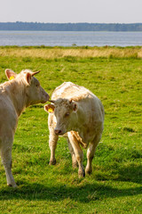 White cows on a meadow by a lake