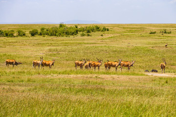 Herd of Eland antelope on the savannah