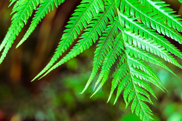 Background with green fern leaves.