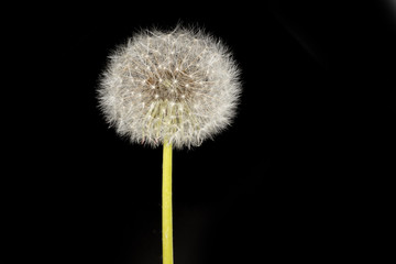 Fototapeta premium isolated image of dandelion flower