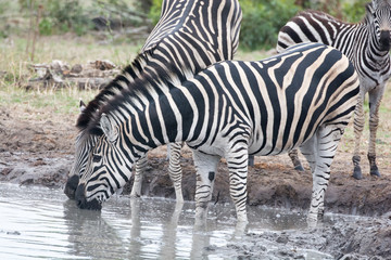 Fototapeta na wymiar Zebras (Equus equus) drinking at a waterhole in the Timbavati Reserve, South Africa