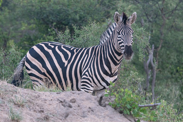 Zebra (Equus equus) in the Timbavati Reserve,South Africa