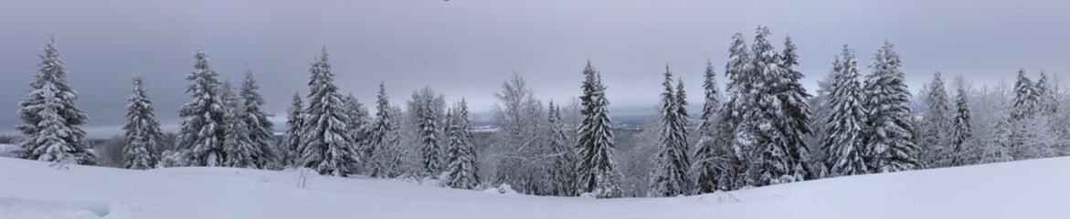 Panorama of winter landspace with snowy spruce trees