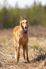 Puppy borzoi walks outdoor at summer day