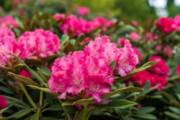 Rhododendron in bloom with flowers. Azalea bushes in the park. A great decoration for any garden