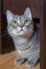 A gray cat sits under a chair and looks up. Yellow eyes and a long mustache. Shallow depth of field. Focus on the eyes. Vertical.
