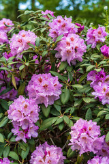 Rhododendron in bloom with flowers. Azalea bushes in the park. A great decoration for any garden