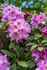 Rhododendron in bloom with flowers. Azalea bushes in the park. A great decoration for any garden