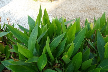 Obraz premium Close Up view of Scenic view of landscaped path with plants and stones in yard. Backyard of residential house. Stone pedestrian sidewalk and landscaping in home garden. Concrete pavement.