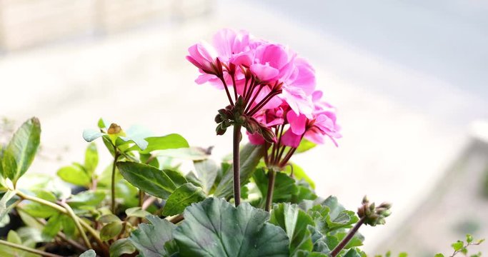 colored geraniums in the garden