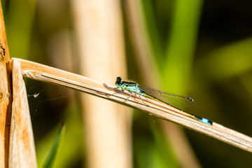 A mating pair of Azure damselflies (Coenagrion puella) seen in June