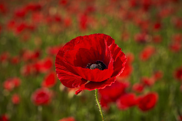 Poppies in a sunny cornfield