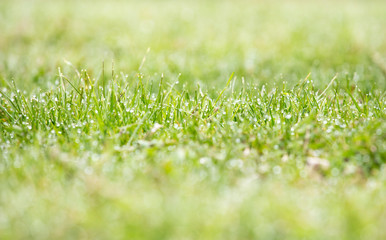 Morning dew, water drops on fresh lush green cut grass. Empty room, copy space. Shallow depth of field.