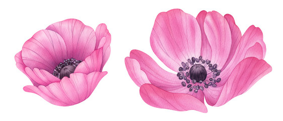 Watercolor flowers. Pink anemones. Botanical painting, hand drawn illustration