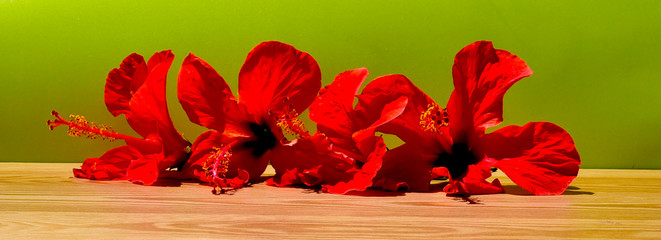 red tulips on a wooden background