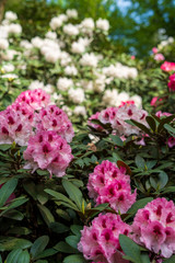 Rhododendron in bloom with flowers. Azalea bushes in the park. A great decoration for any garden