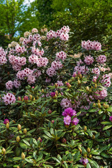 Rhododendron in bloom with flowers. Azalea bushes in the park. A great decoration for any garden